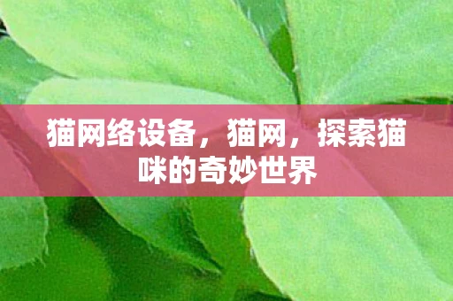猫网络设备，猫网，探索猫咪的奇妙世界