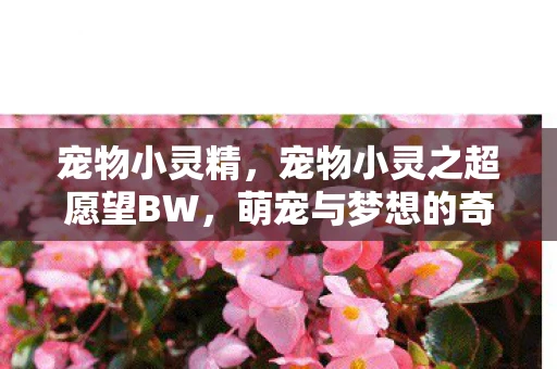 宠物小灵精，宠物小灵之超愿望BW，萌宠与梦想的奇妙冒险