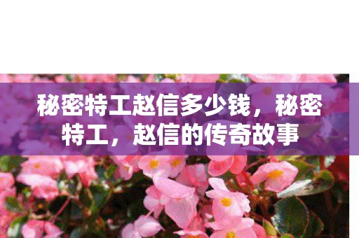 秘密特工赵信多少钱，秘密特工，赵信的传奇故事