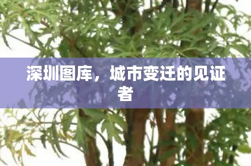 深圳图库，城市变迁的见证者