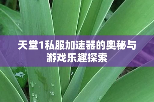天堂1私服加速器的奥秘与游戏乐趣探索图片