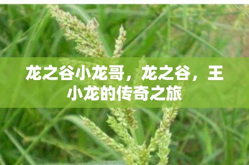 龙之谷小龙哥，龙之谷，王小龙的传奇之旅