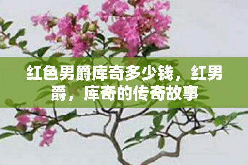 红色男爵库奇多少钱，红男爵，库奇的传奇故事