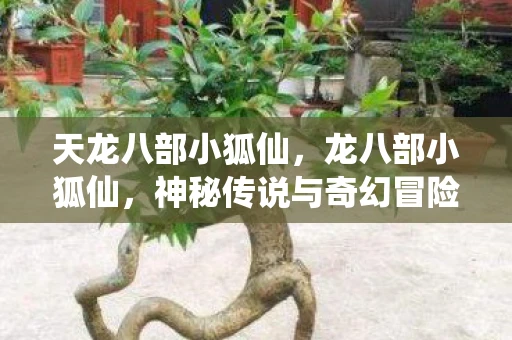 天龙八部小狐仙，龙八部小狐仙，神秘传说与奇幻冒险