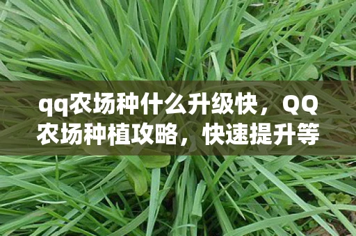 qq农场种什么升级快，QQ农场种植攻略，快速提升等级与收益的最佳选择