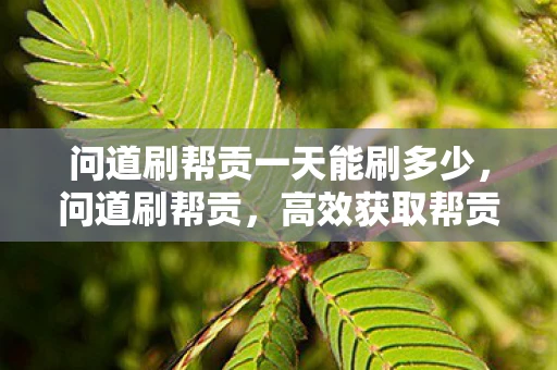 问道刷帮贡一天能刷多少，问道刷帮贡，高效获取帮贡的攻略与技巧