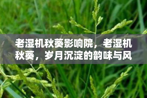 老湿机秋葵影响院，老湿机秋葵，岁月沉淀的韵味与风情