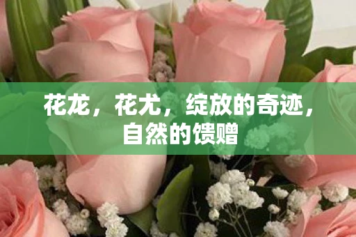 花龙，花尤，绽放的奇迹，自然的馈赠