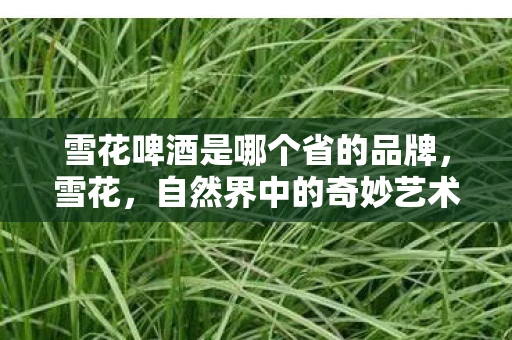 雪花啤酒是哪个省的品牌，雪花，自然界中的奇妙艺术品