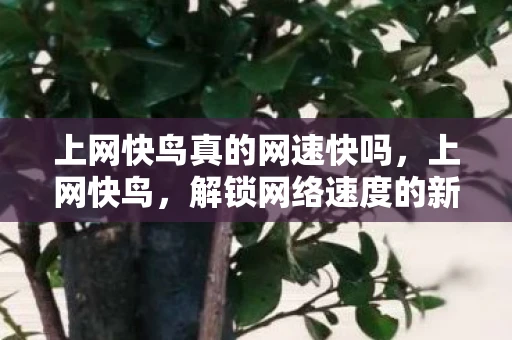 上网快鸟真的网速快吗，上网快鸟，解锁网络速度的新时代
