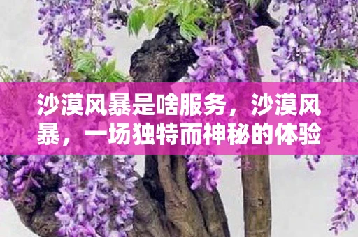 沙漠风暴是啥服务，沙漠风暴，一场独特而神秘的体验