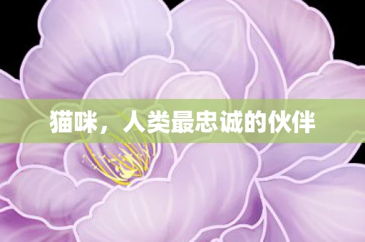 猫咪，人类最忠诚的伙伴