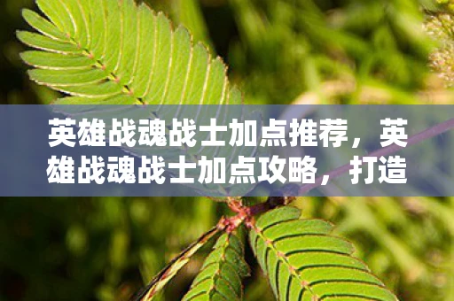 英雄战魂战士加点推荐,英雄战魂战士加点攻略,打造最强战斗力的关键 英雄战魂战士加点推荐,英雄战魂战士加点攻略,打造最强战斗力的关键