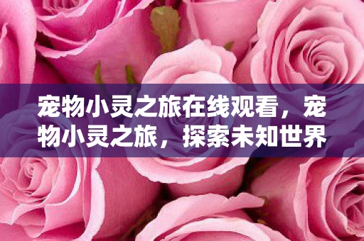 宠物小灵之旅在线观看，宠物小灵之旅，探索未知世界的奇妙旅程