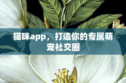 猫咪app，打造你的专属萌宠社交圈