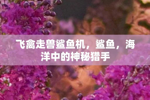 飞禽走兽鲨鱼机，鲨鱼，海洋中的神秘猎手