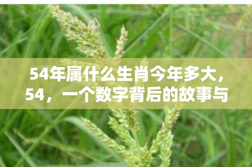 54年属什么生肖今年多大，54，一个数字背后的故事与启示