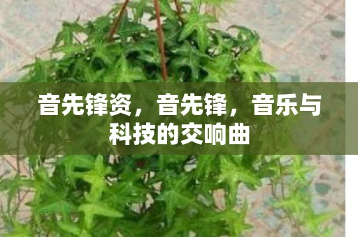 音先锋资，音先锋，音乐与科技的交响曲