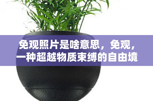 免观照片是啥意思，免观，一种超越物质束缚的自由境界