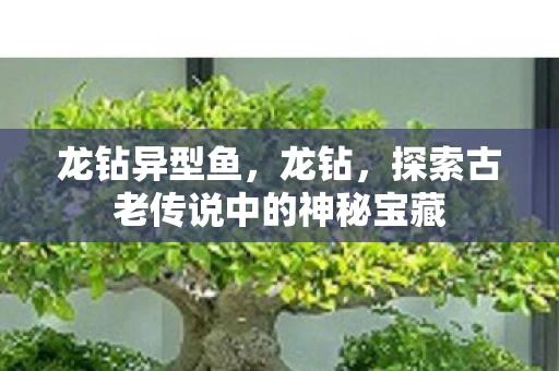 龙钻异型鱼，龙钻，探索古老传说中的神秘宝藏