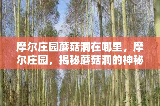 摩尔庄园蘑菇洞在哪里，摩尔庄园，揭秘蘑菇洞的神秘位置