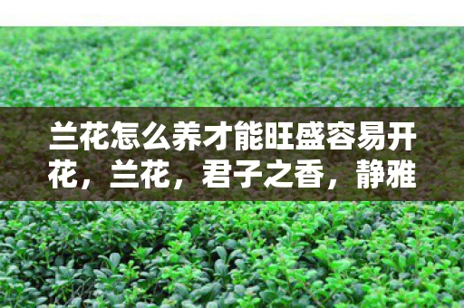 兰花怎么养才能旺盛容易开花，兰花，君子之香，静雅之韵