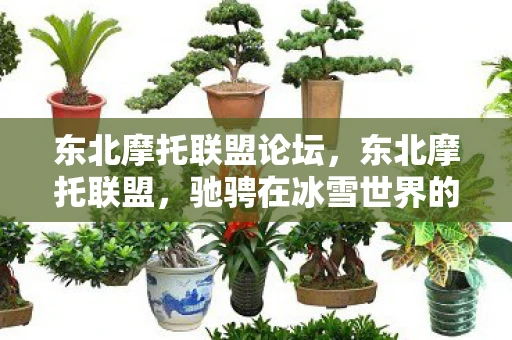 东北摩托联盟论坛，东北摩托联盟，驰骋在冰雪世界的速度与激情