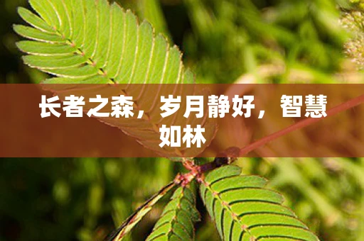 长者之森，岁月静好，智慧如林