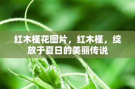 红木槿花图片，红木槿，绽放于夏日的美丽传说
