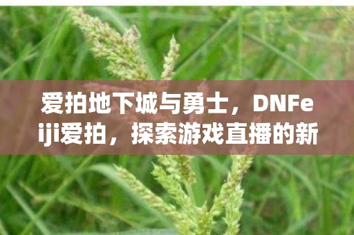 爱拍地下城与勇士，DNFeiji爱拍，探索游戏直播的新纪元