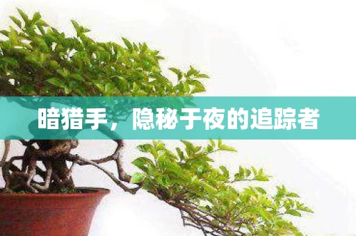 暗猎手，隐秘于夜的追踪者