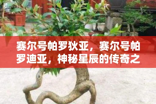 赛尔号帕罗狄亚，赛尔号帕罗迪亚，神秘星辰的传奇之旅