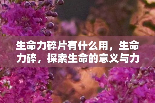 生命力碎片有什么用，生命力碎，探索生命的意义与力量