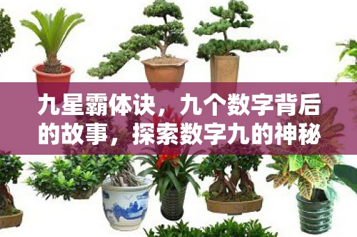 九星霸体诀，九个数字背后的故事，探索数字九的神秘魅力