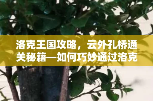 如何巧妙通过洛克王国云外孔桥图片