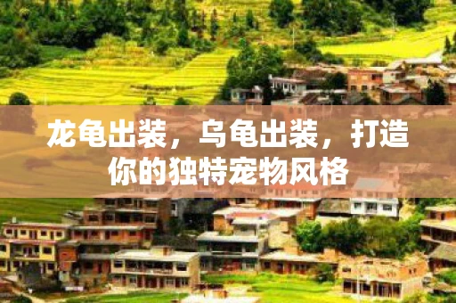 龙龟出装，乌龟出装，打造你的独特宠物风格