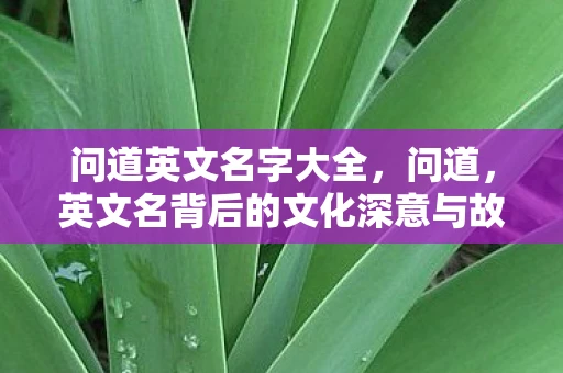 问道英文名字大全，问道，英文名背后的文化深意与故事