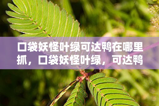 口袋妖怪叶绿可达鸭在哪里抓，口袋妖怪叶绿，可达鸭的奇妙之旅