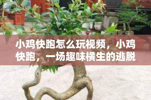 小鸡快跑怎么玩视频，小鸡快跑，一场趣味横生的逃脱冒险