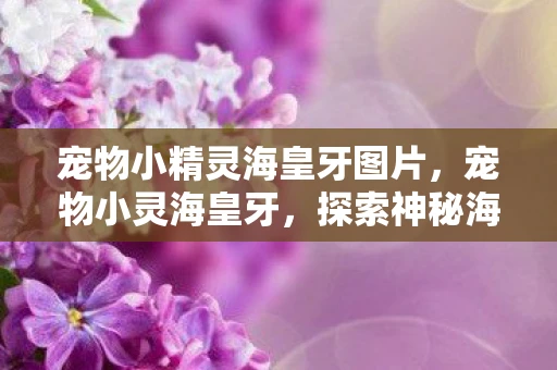 宠物小精灵海皇牙图片，宠物小灵海皇牙，探索神秘海洋的奇幻之旅