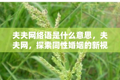 夫夫网络语是什么意思，夫夫网，探索同性婚姻的新视角