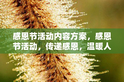 感恩节活动内容方案，感恩节活动，传递感恩，温暖人心
