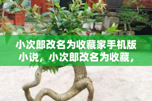 小次郎改名为收藏家手机版小说，小次郎改名为收藏，一段传奇的延续