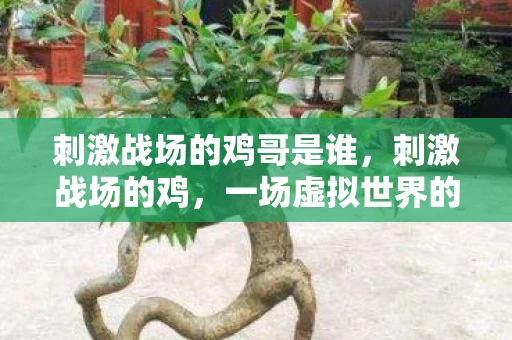 刺激战场的鸡哥是谁，刺激战场的鸡，一场虚拟世界的狂欢与反思