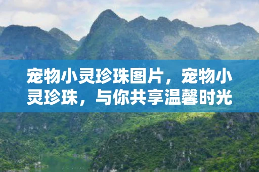 宠物小灵珍珠图片，宠物小灵珍珠，与你共享温馨时光