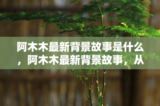 阿木木最新背景故事是什么，阿木木最新背景故事，从孤独到救赎的旅程