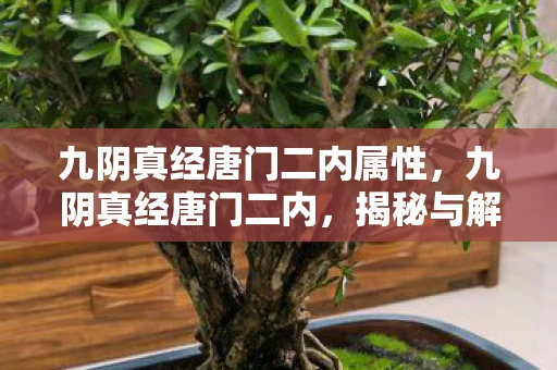 九阴真经唐门二内属性，九阴真经唐门二内，揭秘与解析