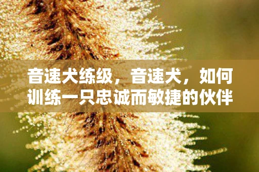 音速犬练级，音速犬，如何训练一只忠诚而敏捷的伙伴