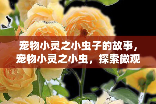 宠物小灵之小虫子的故事，宠物小灵之小虫，探索微观世界的奇妙旅程