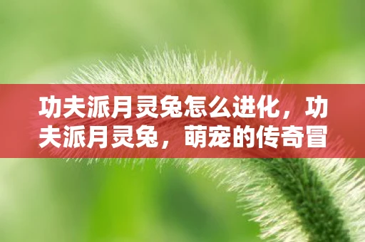 功夫派月灵兔怎么进化，功夫派月灵兔，萌宠的传奇冒险